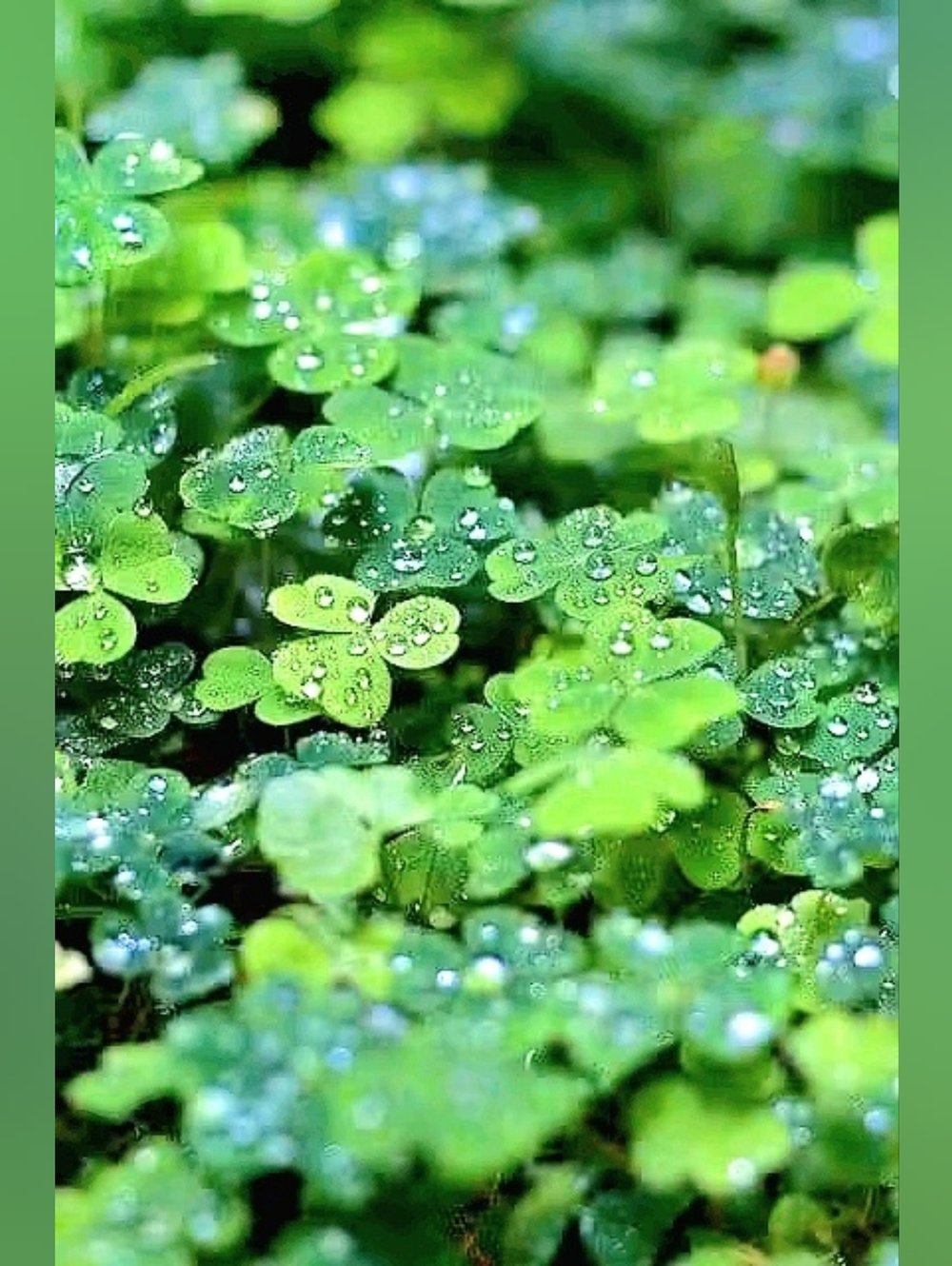 🌱🍀Spring Sale🌱🍀 April- May 2026